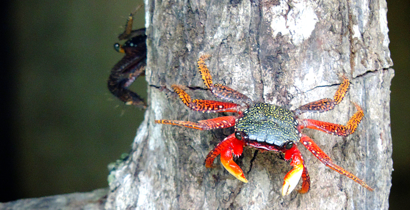 Raíces Profundas Turismo Ecológico y Cultural. Excursión Encuentro con Ballenas. Cangrejo rojo del manglar (Goniopsis cruentata) Biodiversidad del PNN Uramba Bahía Málaga.