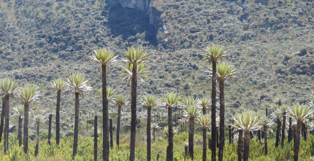 Raíces Profundas Turismo Ecológico y Cultural. Frailejones (Espeletia uribei) del PNN Chingaza Sector Lagunas de Siecha.