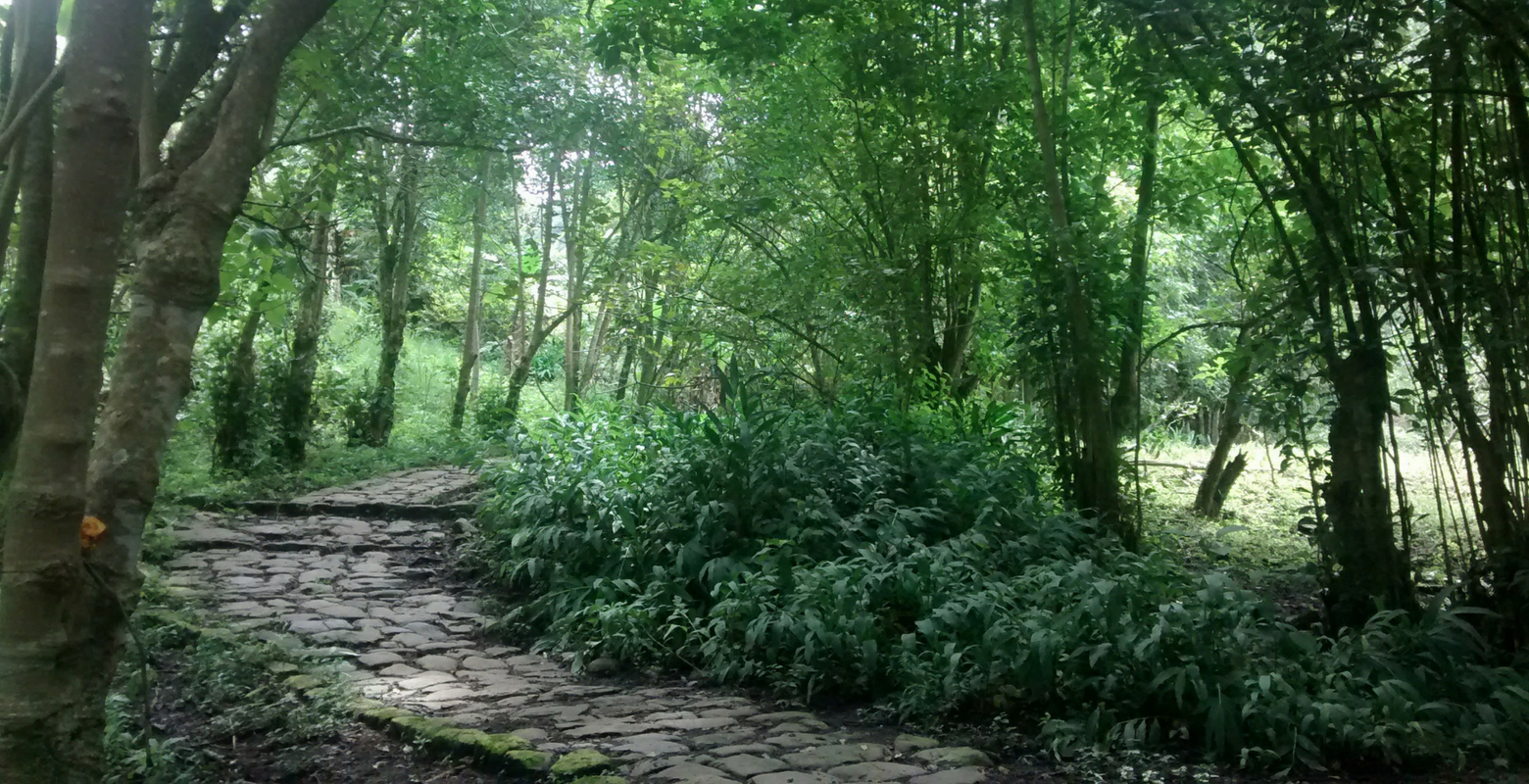 Raíces Profundas Turismo Ecológico y Cultural. Caminata las mariposas del camino en piedra. Tena - Cundinamarca.