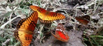 Las Mariposas del Camino de Piedra.