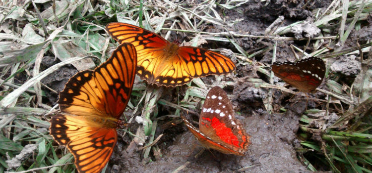 Raíces Profundas Turismo Ecológico y Cultural. Caminata las mariposas del camino en piedra. Tena - Cundinamarca.