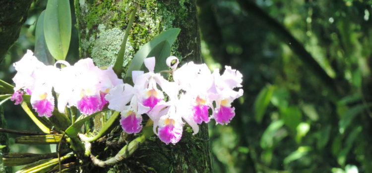 Raíces Profundas Turismo Ecológico y Cultural. El Salto y las Orquídeas del Tequendama. Orquídea Cattleya trianae.