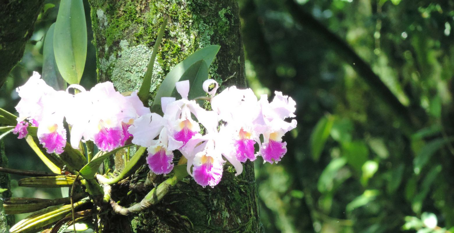 Visita histórica y ambiental. El Salto y las Orquídeas del Tequendama. -  Raíces profundas