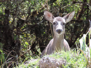 Venado silvestre en el sector de Monterredondo, Parque Natural Nacional Chingaza, Cundinamarca