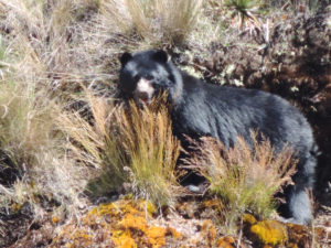 Oso de Anteojos avistado en el sector de Monterredondo, Parque Natural Nacional Chingaza, Cundinamarca