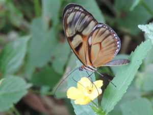 Camino de las Mariposas cerca al Municipio de Tena, Cundinamarca