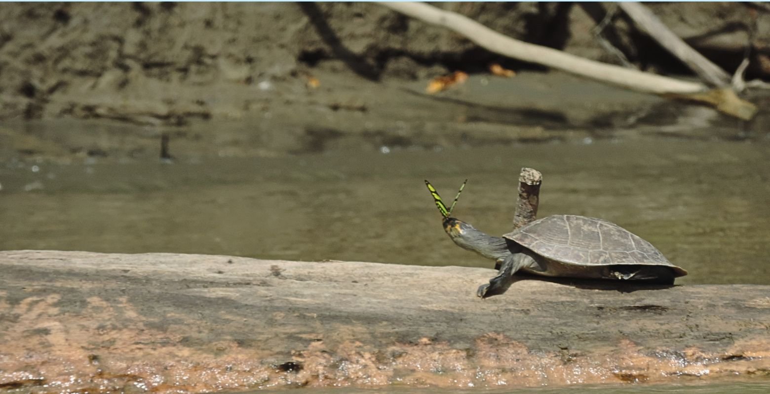 Tortuga terecay (Podocnemis unifilis) sobre un tronco en el río Guayabero, durante un recorrido de naturaleza en La Macarena, Meta.