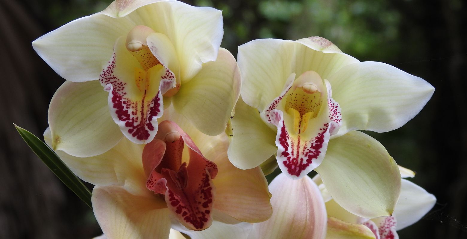 Raíces Profundas Turismo ecológico y cultural. Recorrido Diarios de una Orquídea. (Cymbidium)