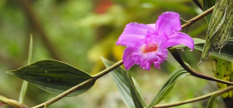 Raíces Profundas Turismo ecológico y cultural. Recorrido Diarios de una Orquídea.