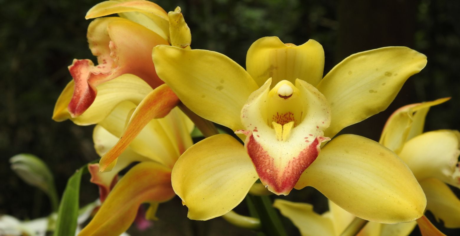 Raíces Profundas Turismo ecológico y cultural. Recorrido Diarios de una Orquídea. (Cymbidium)