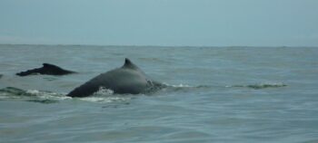 Encuentro con Ballenas y la cultura del pacífico vallecaucano.