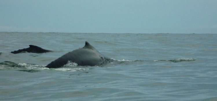 Raíces Profundas Turismo Ecológico y Cultural. Avistamiento de Ballenas Jorobadas (Megaptera novaeangliae) Excursión Encuentro con Ballenas.