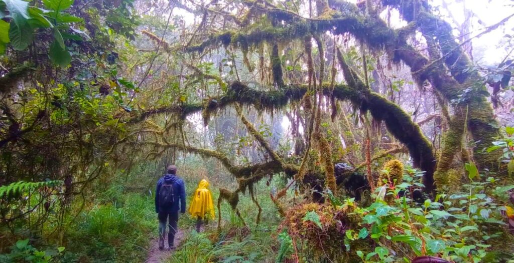 Raíces Profundas Turismo Ecológico y Cultural. Caminata Parque Nacional Natural Chingaza - Bosque Alto Andino.