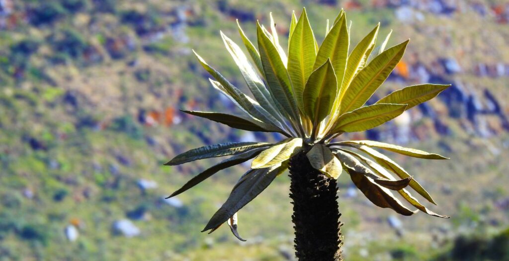 Raíces Profundas Turismo Ecológico y Cultural. Caminata Parque Nacional Natural Chingaza. Frailejón endémico (Espeletia uribei)