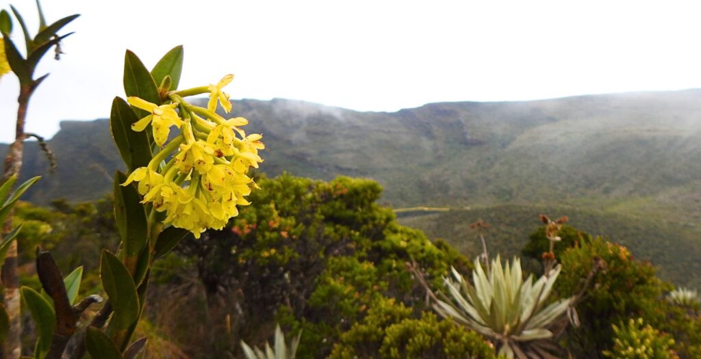 Raíces Profundas Turismo Ecológico y Cultural. Caminata Parque Nacional Natural Chingaza.