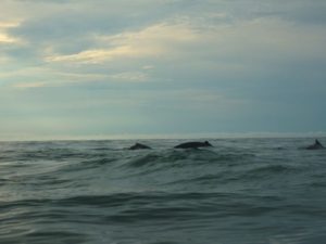 Excursión Encuentro con Ballenas y la Cultura del Pacífico Colombiano.