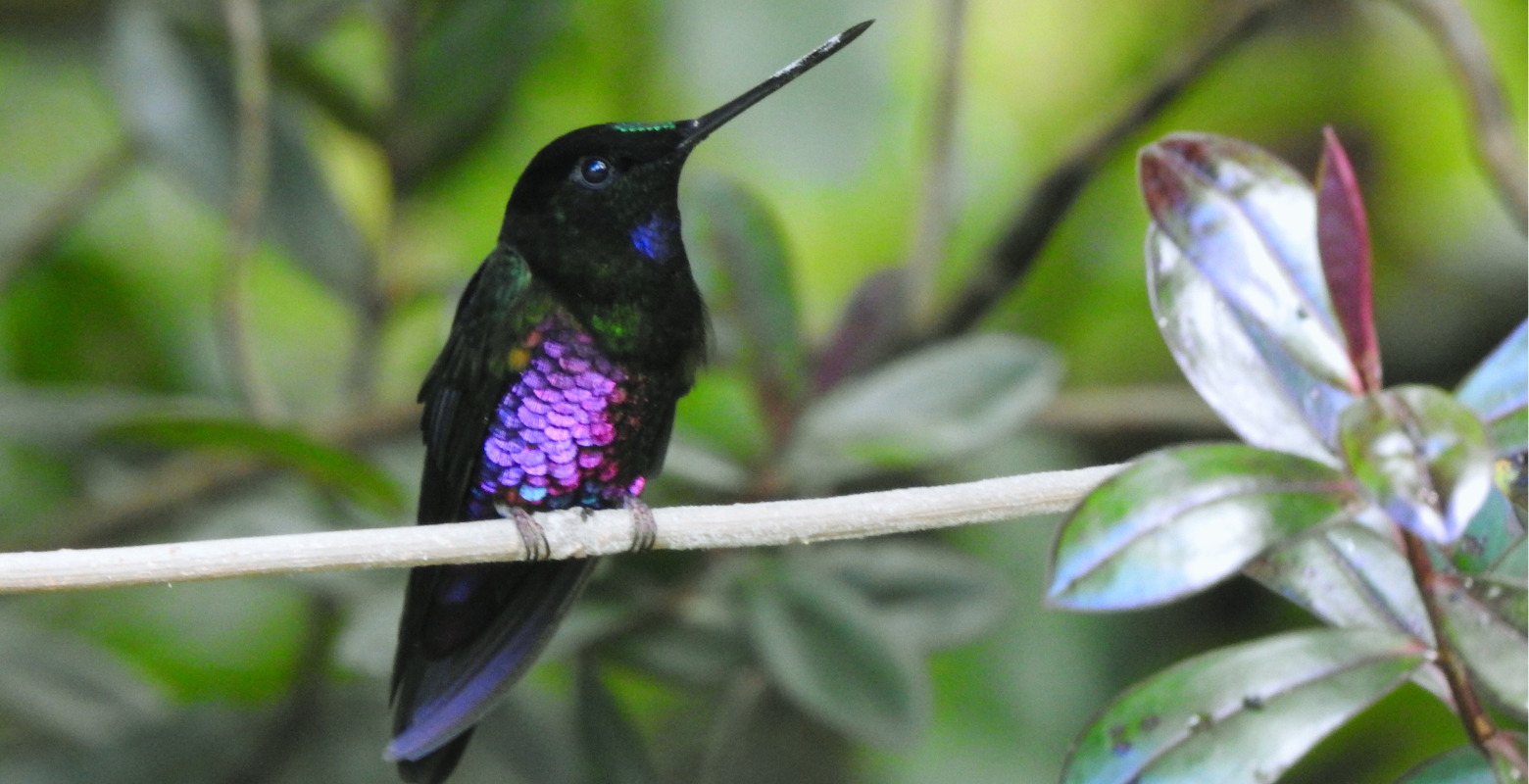 Raíces Profundas Turismo Ecológico y Cultural. Relatos de Colibríes. Blue-throated Starfrontlet (Coeligena helianthea)