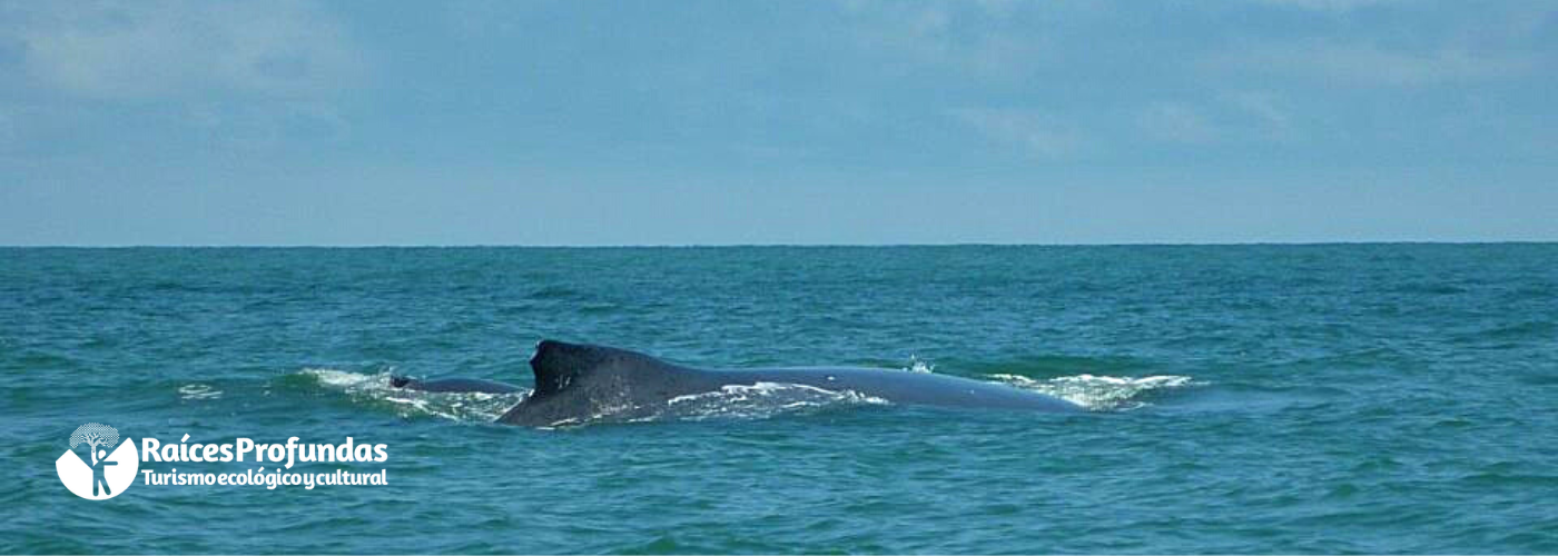 Raíces Profundas Turismo Ecológico y Cultural. Excursión Pacífico vallecaucano. Encuentro con Ballenas. Buenaventura, Juanchaco, Ladrilleros y la Sierpe.