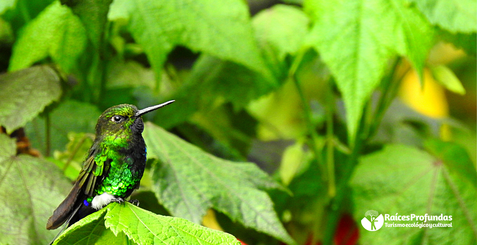 Raíces Profundas Turismo Ecológico y Cultural. The Chingaza´s bird trills – Los Cantos de las Aves De Chingaza. Glowing Puffleg (Eriocnemis vestita)