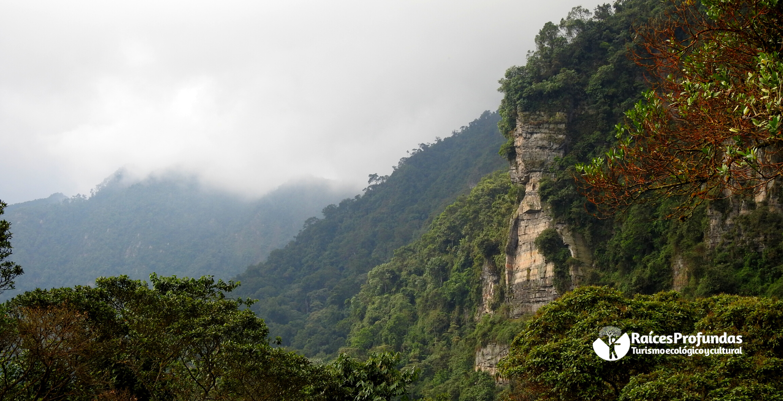 Raíces Profundas Turismo Ecológico y Cultural. Birds in Chicaque´s fog. - Aves en la niebla de Chicaque.