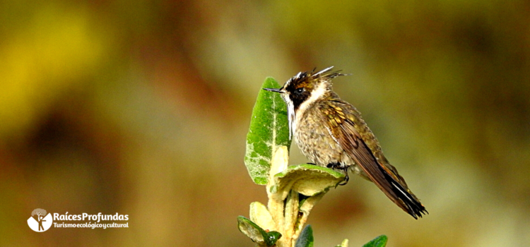 Raíces Profundas Turismo Ecológico y Cultural. The Sumapaz's birds – Las aves de Sumapaz. Green-bearded Helmetcrest (Oxypogon guerinii)