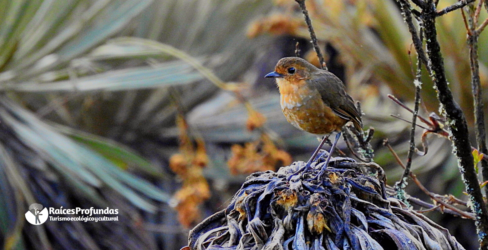 Raíces Profundas Turismo Ecológico y Cultural. The Sumapaz's birds – Las aves de Sumapaz. Boyaca Antpitta (Grallaria quitensis)