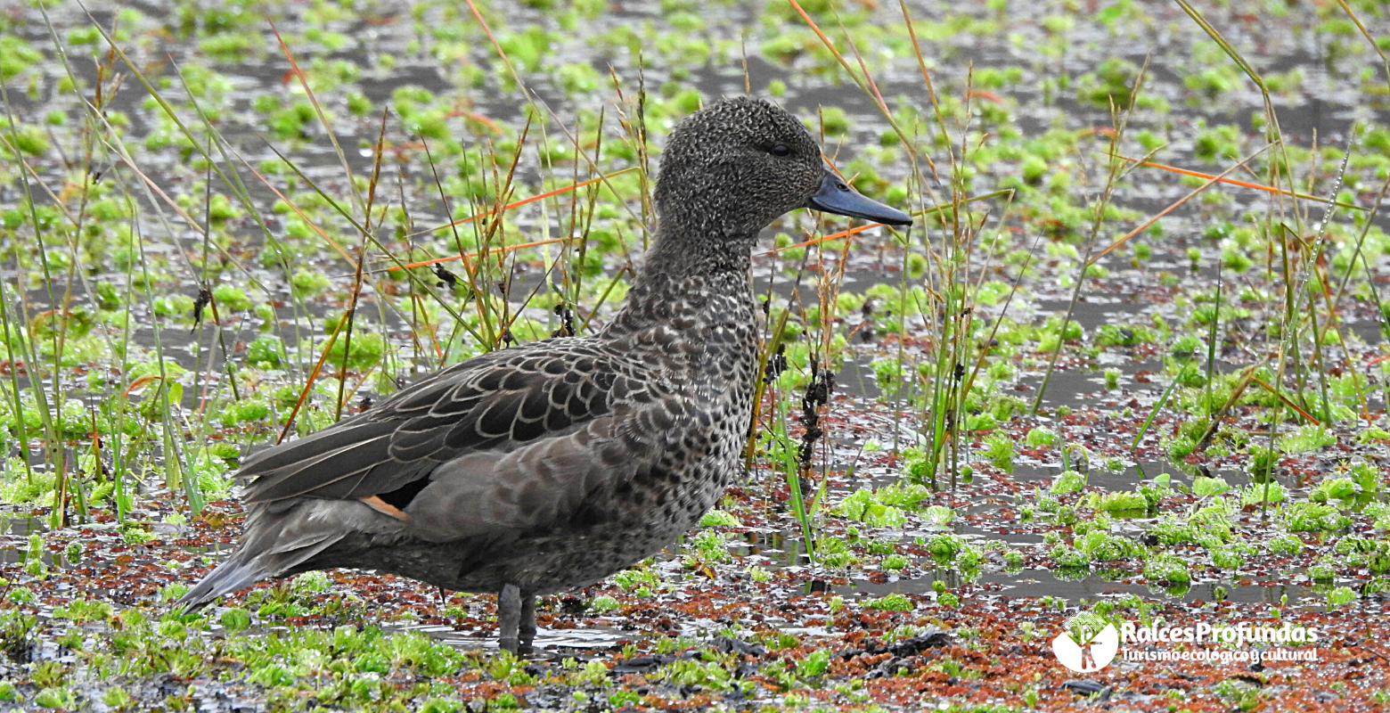 Raíces Profundas Turismo Ecológico y Cultural. Raíces Profundas Turismo Ecológico y Cultural. The Sumapaz's birds – Las aves de Sumapaz. Andean Teal (Anas andium)