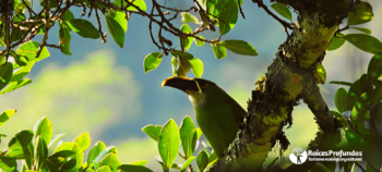 Birds in Chicaque´s Fog