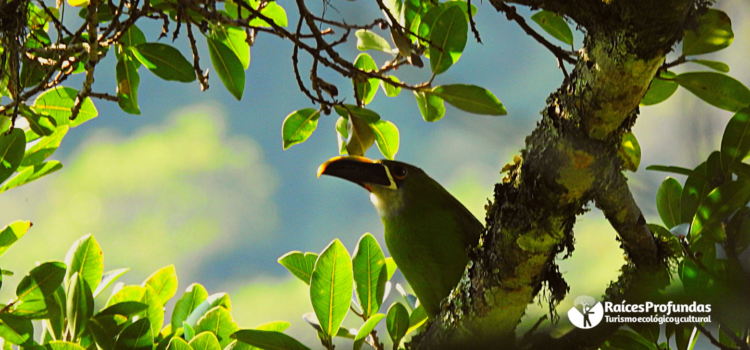 Raíces Profundas Turismo Ecológico y Cultural. Birds in Chicaque´s fog. - Aves en la niebla de Chicaque Southern Emerald-Toucanet (Aulacorhynchus albivitta)