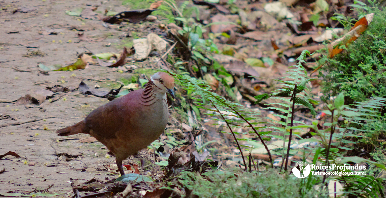 Raíces Profundas Turismo Ecológico y Cultural. Birds in Chicaque´s fog. - Aves en la niebla de Chicaque. Lined Quail-Dove (Zentrygon linearis)