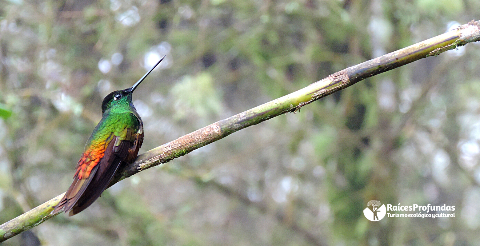 Raíces Profundas Turismo Ecológico y Cultural. Birds in Chicaque´s fog - Aves en la niebla de Chicaque Golden-bellied Starfrontlet (Coeligena bonapartei)