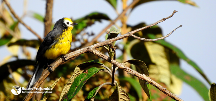 Raíces Profundas Turismo Ecológico y Cultural. The Chingaza´s bird trills – Los Cantos de las Aves De Chingaza. Golden-fronted Redstart (Myioborus ornatus)