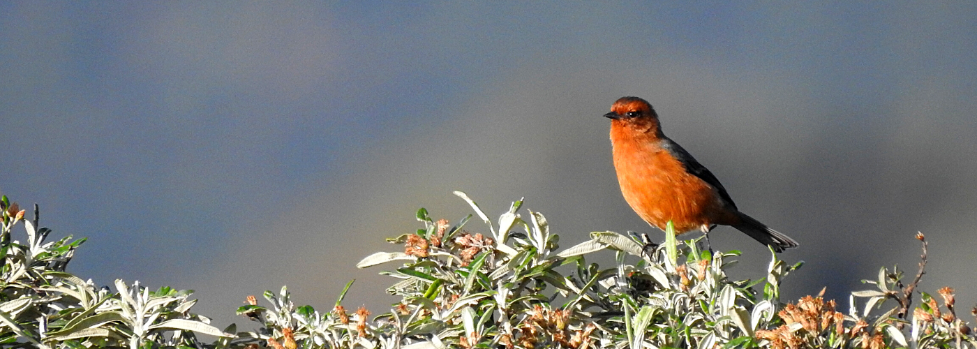 Raíces Profundas Turismo Ecológico y Cultural. The Chingaza´s bird trills – Los Cantos de las Aves De Chingaza. Rufous-browed Conebill (Conirostrum rufum)