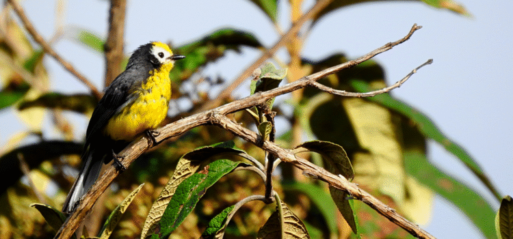 Raíces Profundas Turismo Ecológico y Cultural. The Chingaza´s bird trills – Los Cantos de las Aves De Chingaza. Golden-fronted Redstart (Myioborus ornatus)