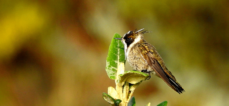 Raíces Profundas Turismo Ecológico y Cultural. The Sumapaz's birds – Las aves de Sumapaz. Green-bearded Helmetcrest (Oxypogon guerinii)