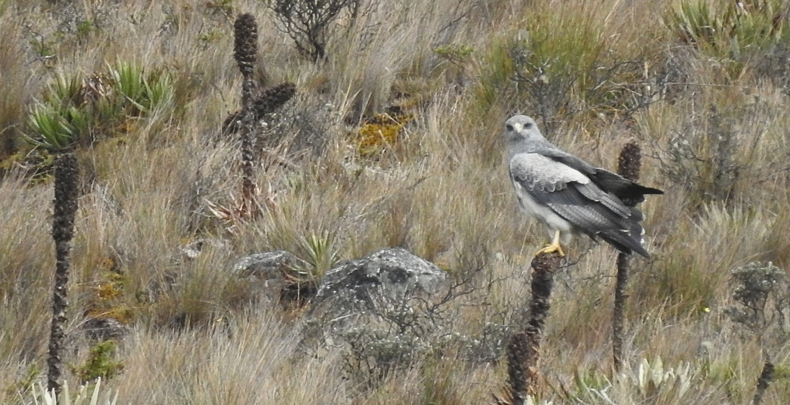Black-chested Buzzard-Eagle (Geranoaetus melanoleucus) perched on a flowering stalk of a puya in Sumapaz Paramo during a birdwatching tour near Bogotá, Colombia.