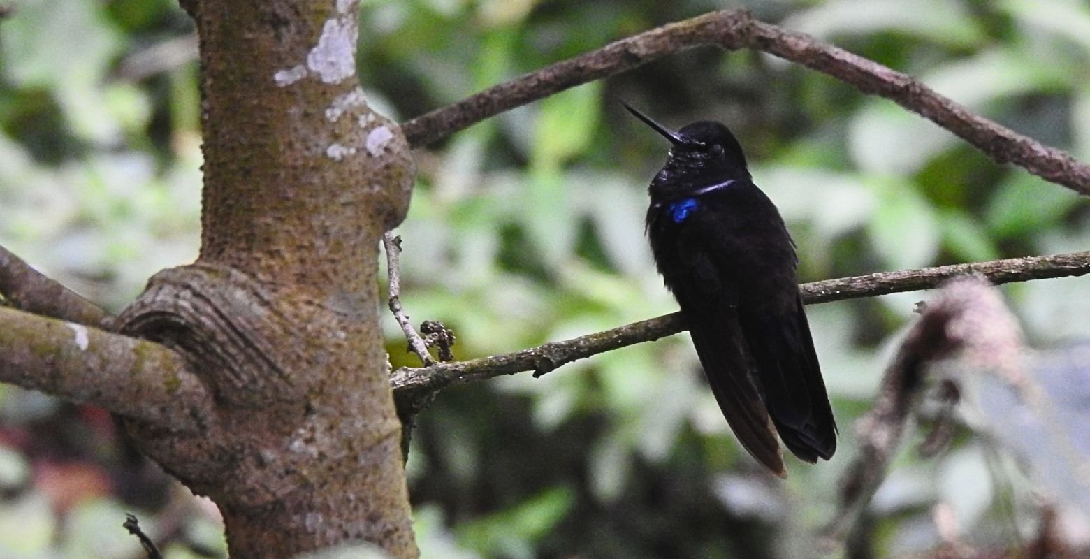 Endemic Black Inca hummingbird perched in Chicaque Natural Park, a premier birdwatching destination near Bogotá, Colombia.
