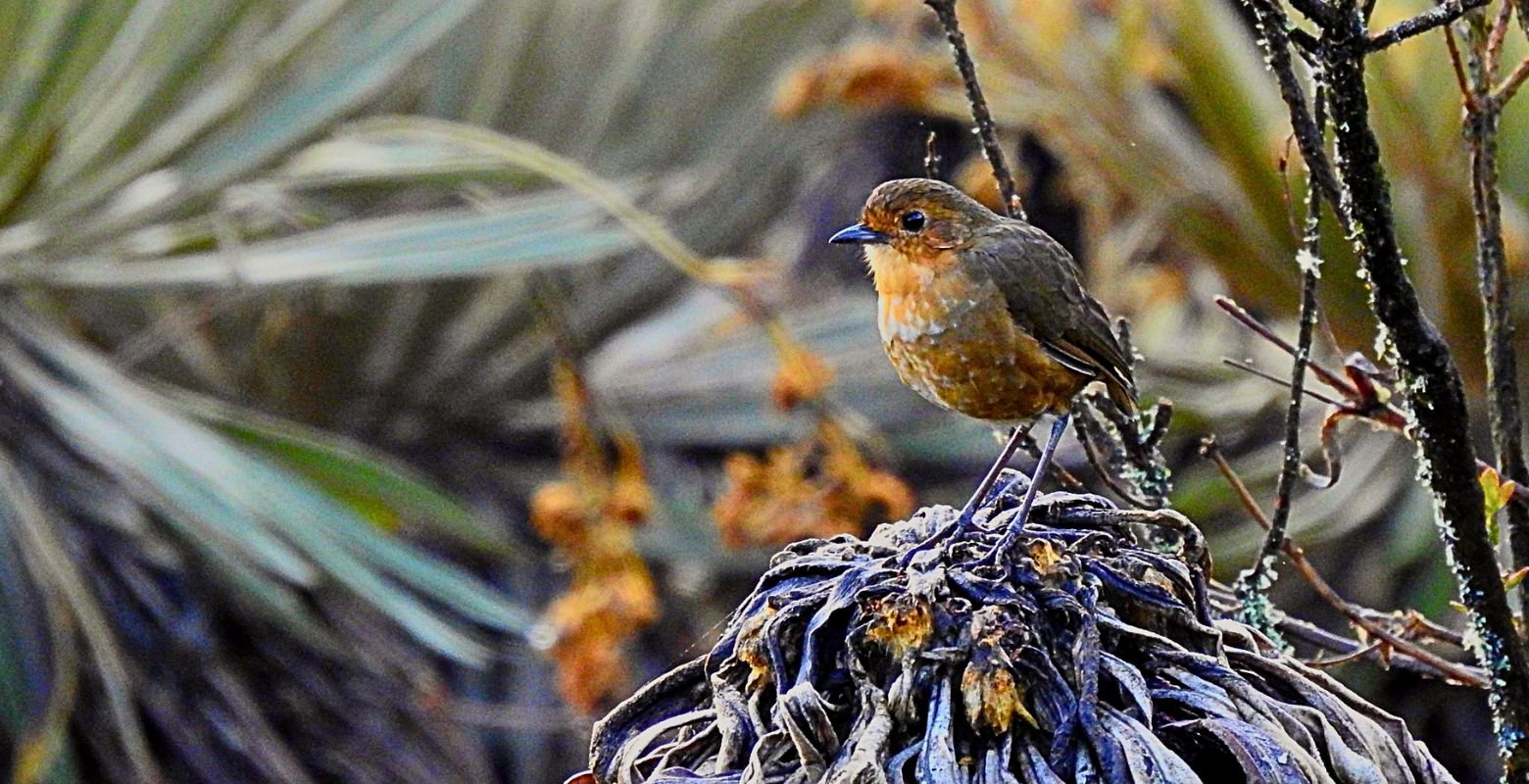 Endemic Boyacá Antpitta (Grallaria alticola) perched on a dried frailejón flower in Sumapaz Paramo, Colombia.