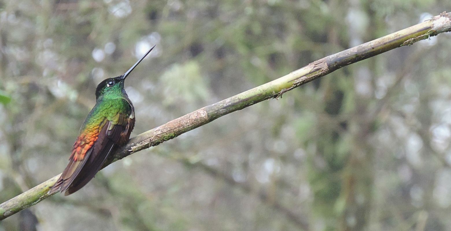 Golden-bellied Starfrontlet perched in the Andean cloud forest of Chicaque Natural Park near Bogotá, Colombia.