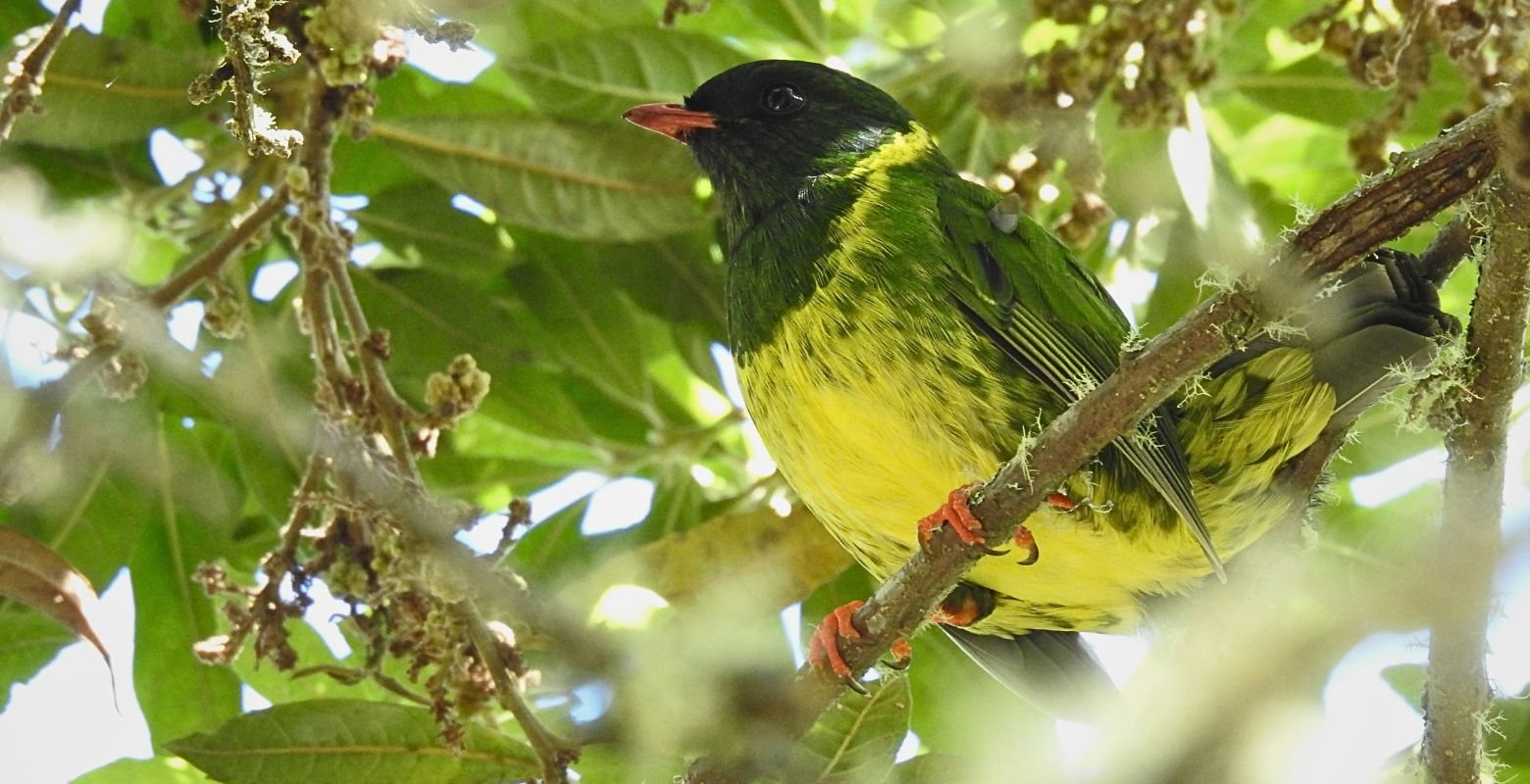 Green-and-black Fruiteater perched in the Andean cloud forest of Chicaque Natural Park near Bogotá, Colombia.