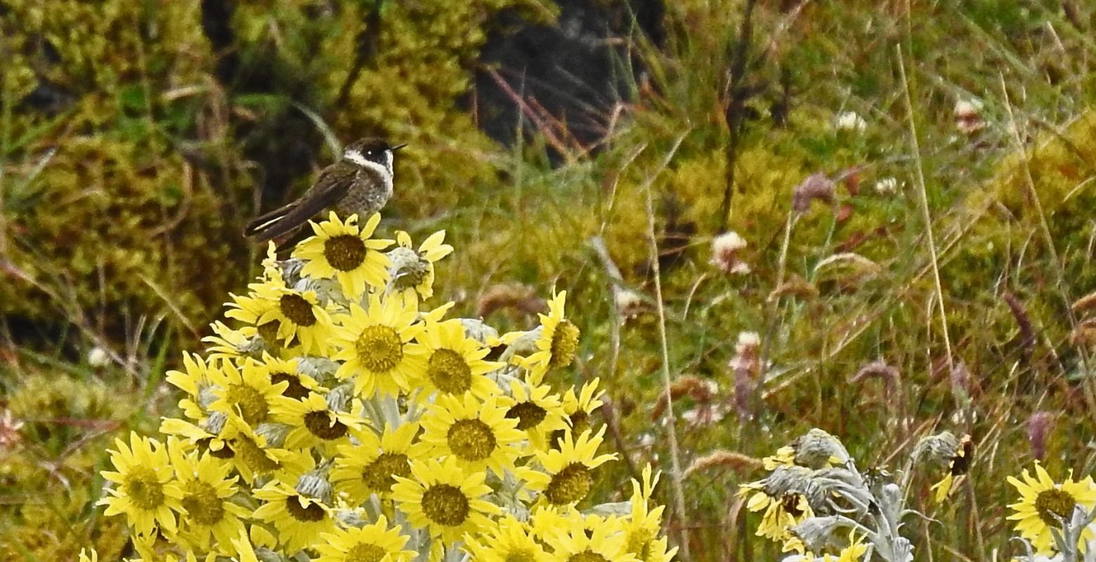 Endemic Green-bearded Helmetcrest (Oxypogon guerinii) perched on Senecio niveoaureus in Chingaza National Natural Park, Colombia.