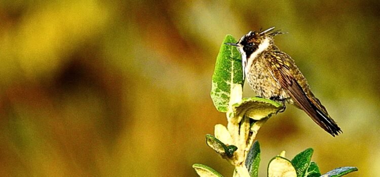 Endemic Green-bearded Helmetcrest (Oxypogon guerinii) perched on a frailejón (Espeletia) in Sumapaz Paramo, Colombia.