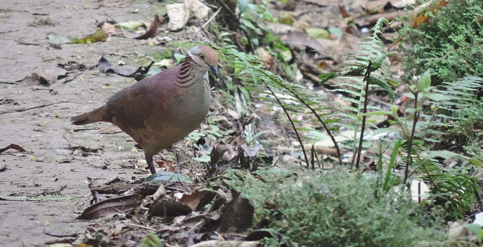 Lined Quail-Dove walking along a forest trail in Chicaque Natural Park, a premier birdwatching destination near Bogotá, Colombia.