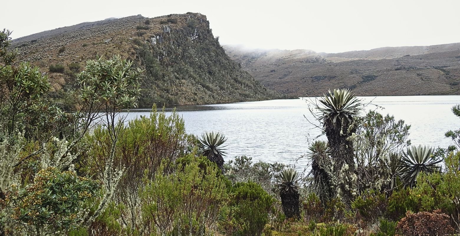 Los Tunjos Lagoon surrounded by frailejones in Sumapaz Paramo during a birdwatching tour near Bogotá, Colombia.