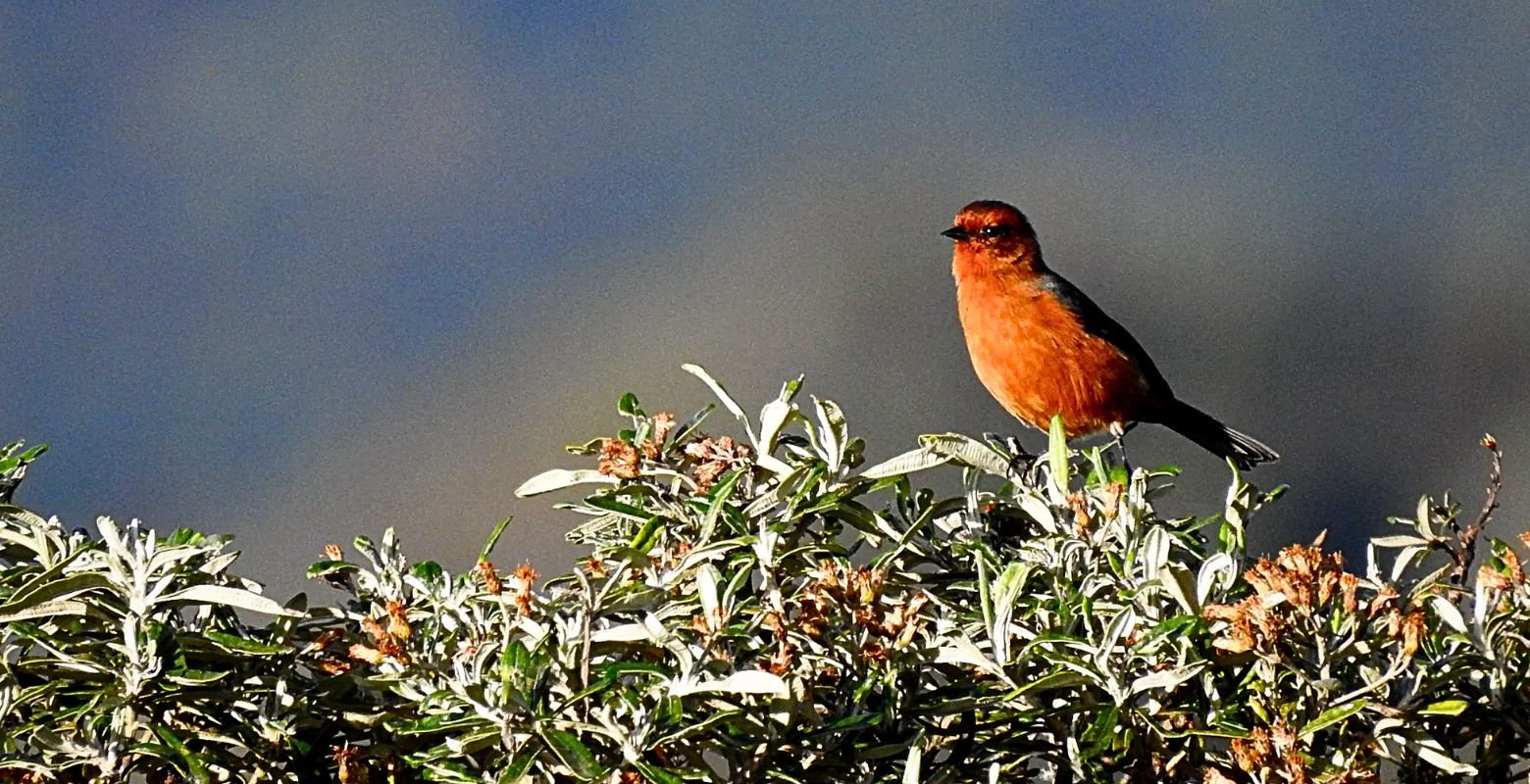 Rufous-browed Conebill (Conirostrum rufum) perched on a native páramo shrub during a birdwatching tour in Sumapaz Paramo near Bogotá, Colombia.