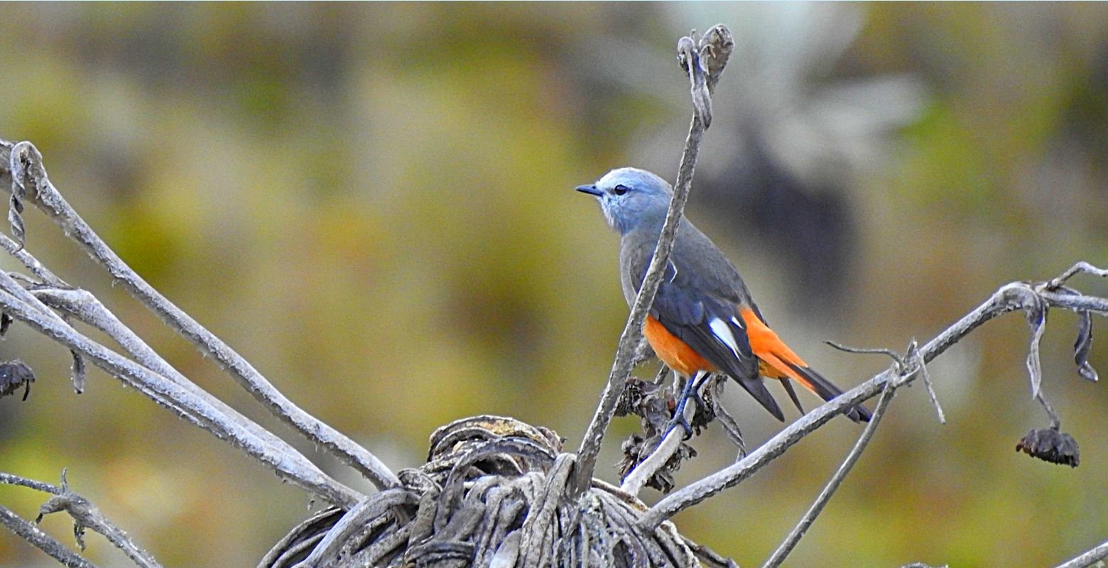Rufous-rumped Bush Tyrant (Cnemarchus erythropygius) perched on a shrub in Sumapaz Paramo during a birdwatching tour near Bogotá, Colombia.