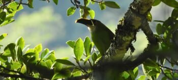 Chicaque Cloud Forest Birdwatching