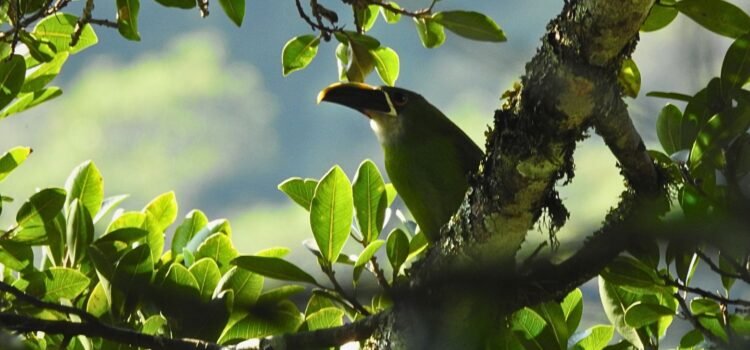 Southern Emerald-Toucanet perched in the Andean cloud forest of Chicaque Natural Park near Bogotá, Colombia.