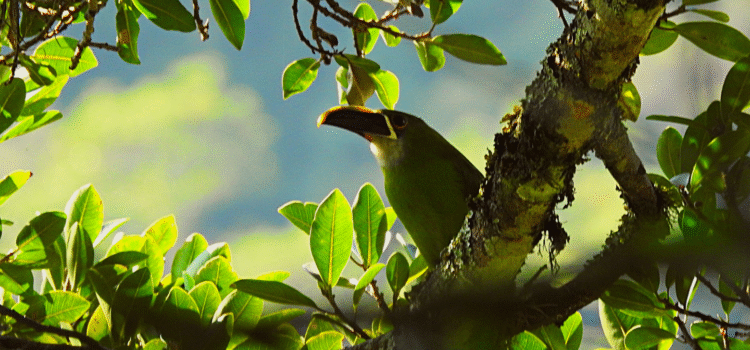 Raíces Profundas Turismo Ecológico y Cultural. Birds in Chicaque´s fog. - Aves en la niebla de Chicaque Southern Emerald-Toucanet (Aulacorhynchus albivitta)