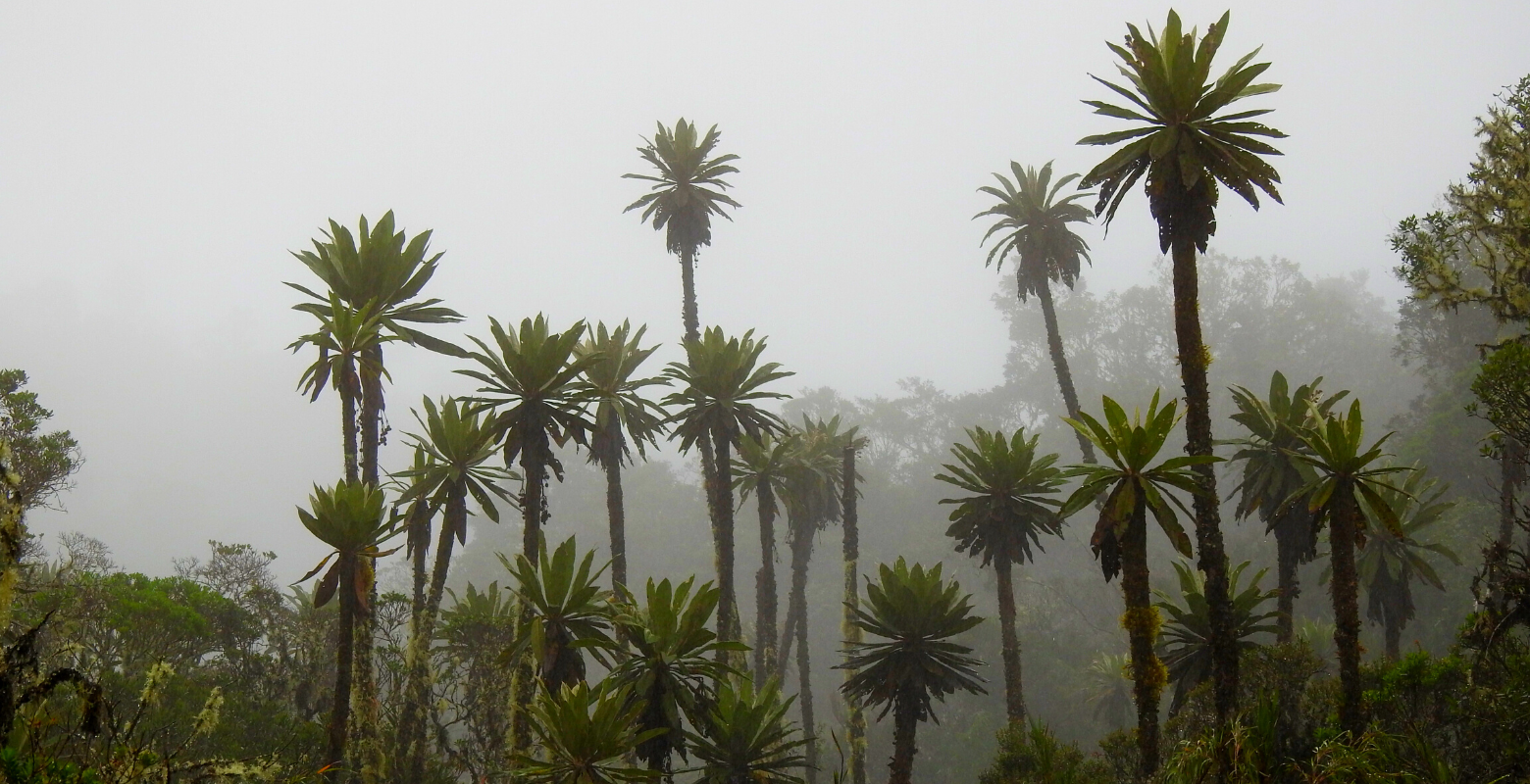 Raíces Profundas Turismo Ecológico y Cultural. Caminata Ecológica - Las Formas del Agua en Chingaza. Frailejón endémico (Espeletia uribei) 